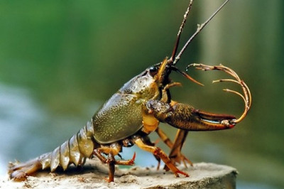 Когда рак на горе свистнет?..