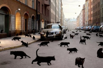Чем опасна черная кошка,которая переходит дорогу?