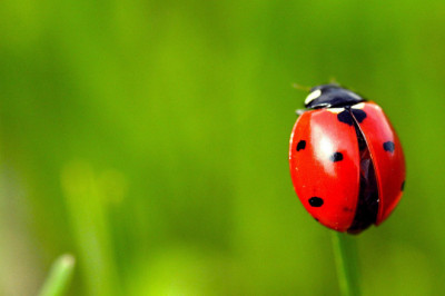 Почему божья коровка так называется?