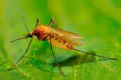 Сколько раз кусает комар? 