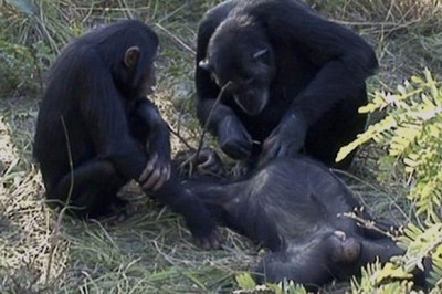 Как шимпанзе были засняты за ритуалом,похожим на похоронный...