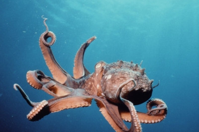 Почему у осьминогов голубая кровь?