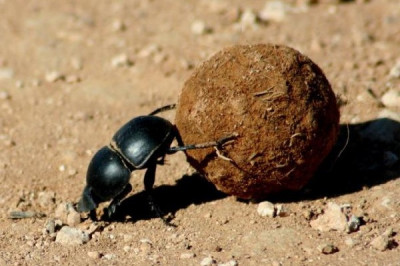 Какого жука древние называли священным?