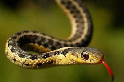 Кому не страшен яд змеи? 