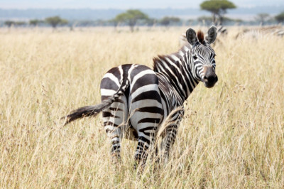 Зебры белые в черную полоску или черные в белую полоску?