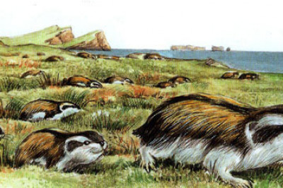 Какие животные совершают суицид?