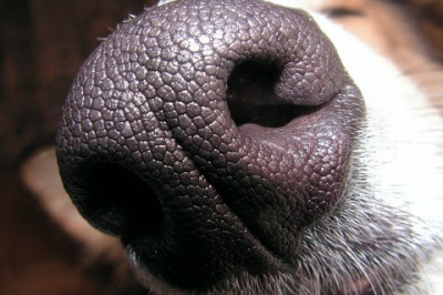 У кого самый чуткий нюх?