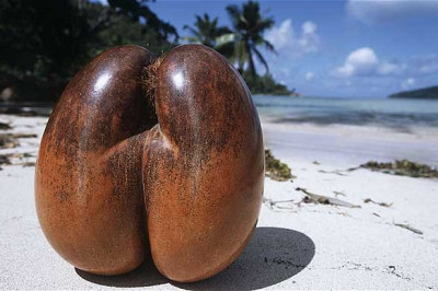 Где растет «морской орех»?