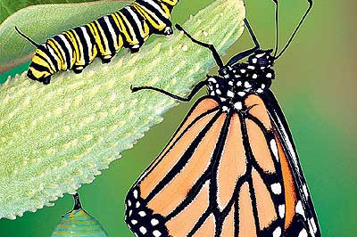 Все гусеницы преобразовываются в бабочек?