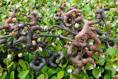 Существует конфетное дерево?