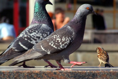 Почему голуби только ходят, а воробьи подпрыгивают?