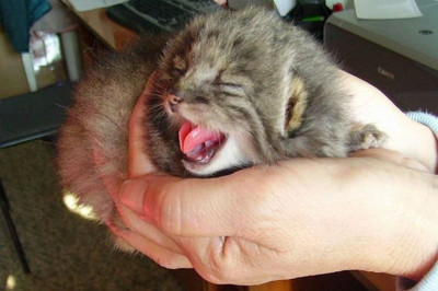 Фермер думал, что нашел у себя в сарае котят, но оказалось, что это манулы