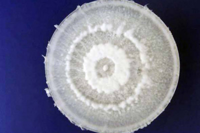 Грибок, который съедает пластик 