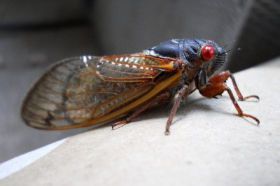 Насекомое - долгожитель 