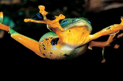 Летающие лягушки