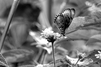 Почему окружающий мир черно-белый?