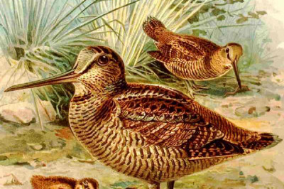 Кто из птиц параллельно видит впереди себя и за спиной?