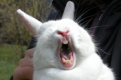 Кто из животных больнее всего кусается?