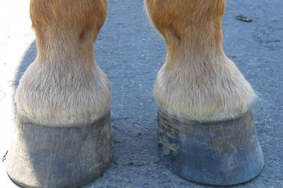 Откуда у лошадей появились копыта?