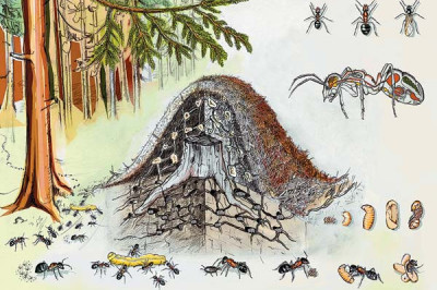 Существует ли цивилизация муравьев?