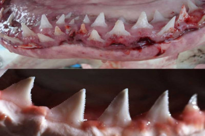 Каково самое главное оружие акул?