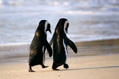  Как животные определяют представителей своего вида для спаривания? 