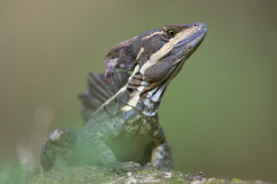 Кто может бегать по воде?