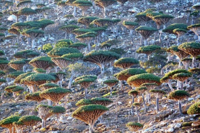 Лес драконовых деревьев