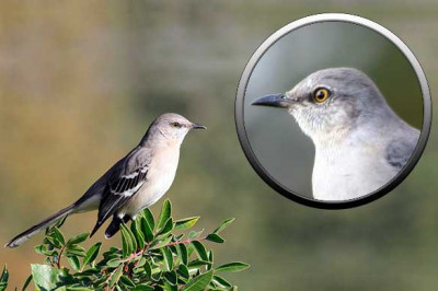 Пересмешник- птица,которая любит передразнивать?