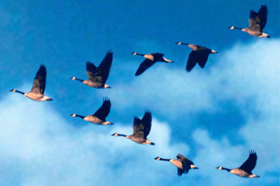 Как перелетные птицы определяют,куда нужно лететь?