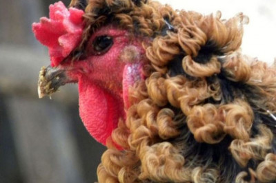 Кудрявый петушок 