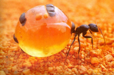 Удивительные медовые муравьи