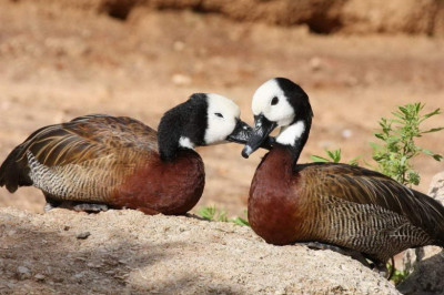 Как знакомятся некоторые животные и заводят семью?