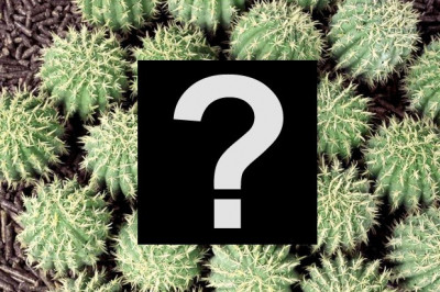  Бывают ли кактусы на деревьях?