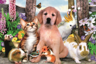 Как подобрать себе домашнего друга?