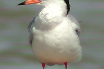 Какая птица дальше всех улетает на зимовку?