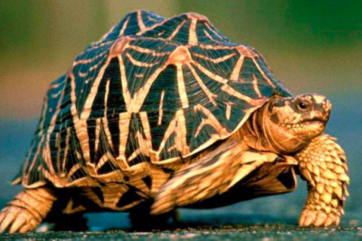 Почему панцирь черепах состоит из шестиугольников?