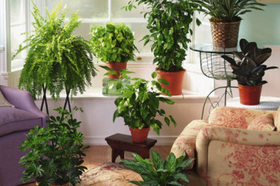 Влияют ли комнатные растения на поведения человека?