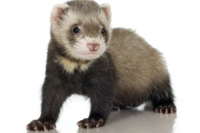 Стоит ли заводить хорьков? Плюсы и минусы содержания 