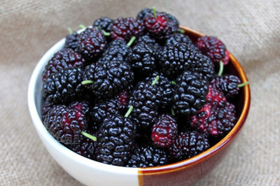 Вкусная и полезная шелковица