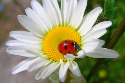 Как появилось слово «ромашка» 