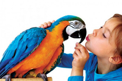 Как выбрать попугая 