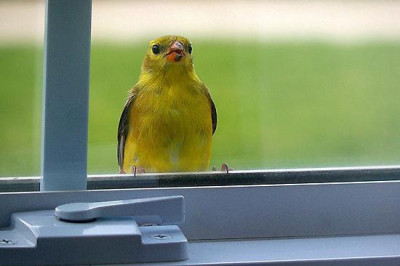 Птица залетела в окно...Что это значит?