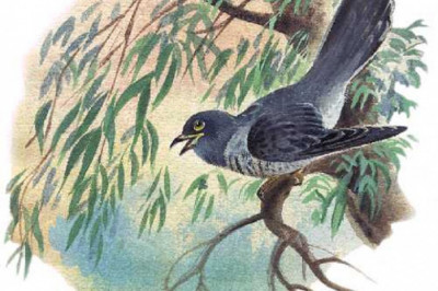 Кукушка,кукушка,сколько мне жить?