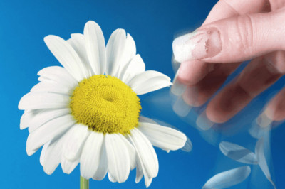 Почему принято гадать на ромашке?