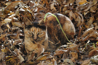 Коты любят играть в прятки