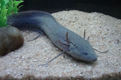 Удивительная рыба, которую нужно выкапывать 