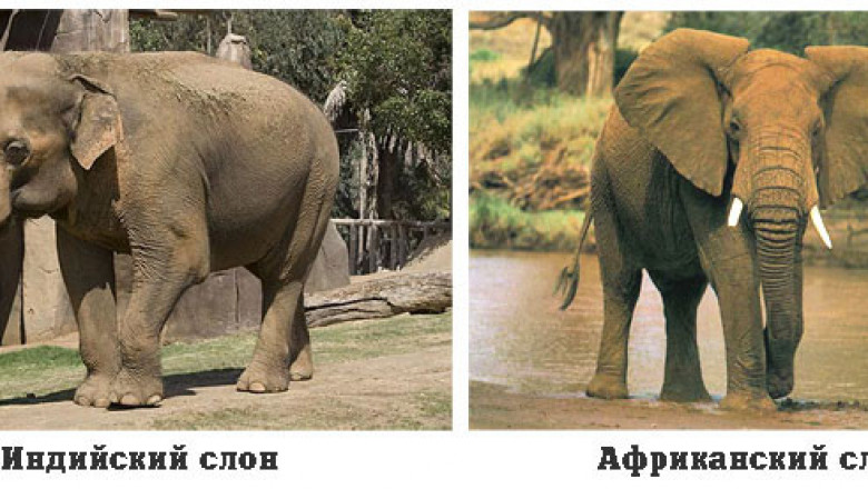 Как отличить африканского слона. Слоны африканские и индийские различие. Африканский и индийский слон сравнение. Африканский слон и индийский слон. Африканский слов и индийский слое.