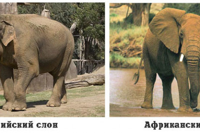 Чем отличается индийский и африканский слоны?