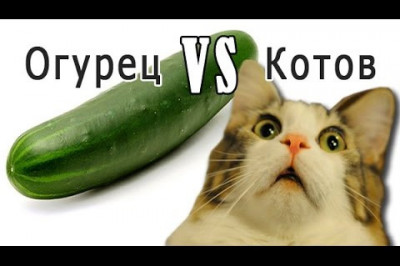 Из-за чего кошки так боятся огурцов?